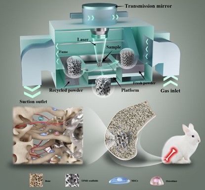 清華、北大、北醫(yī)三院聯(lián)合：高溫氧化處理3D打印鎂合金骨植入物結(jié)構(gòu)優(yōu)化及體內(nèi)外生物降解行為